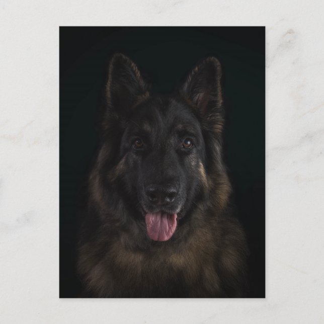 German shepherd dog portrait postcard (Front)