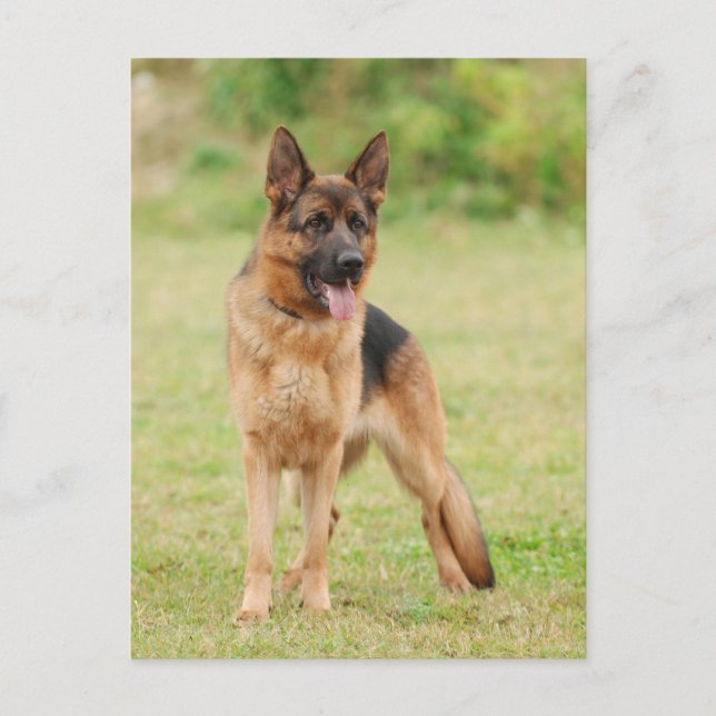 German shepherd dog postcard (Front)