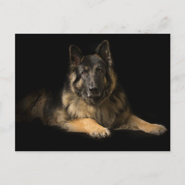 German Shepherd dog Postcard (Front)