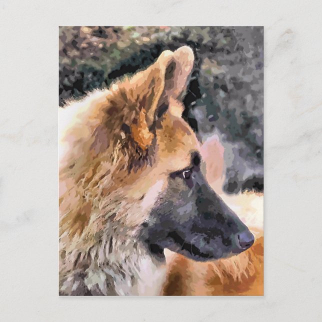 GERMAN SHEPHERD DOG POSTCARD (Front)