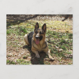 German Shepherd Dog Postcard