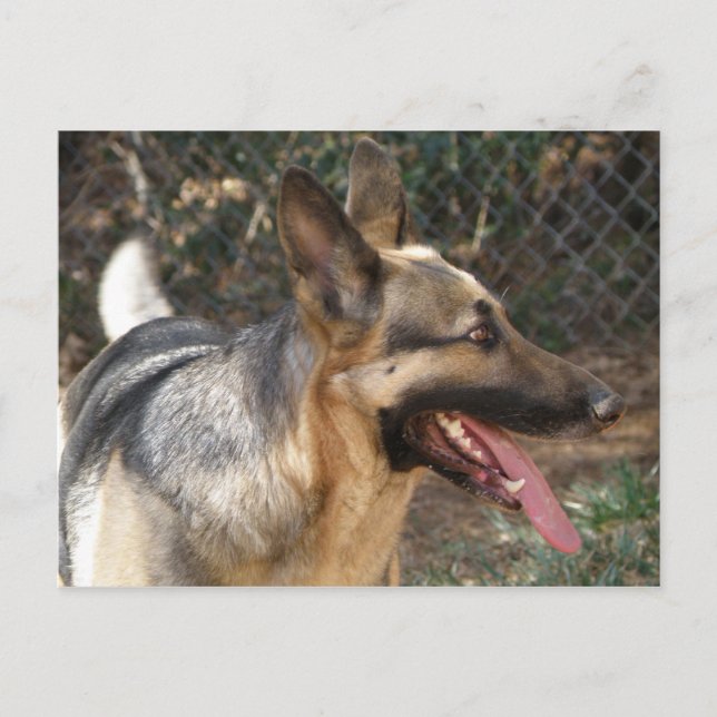 German Shepherd Dog Postcard (Front)
