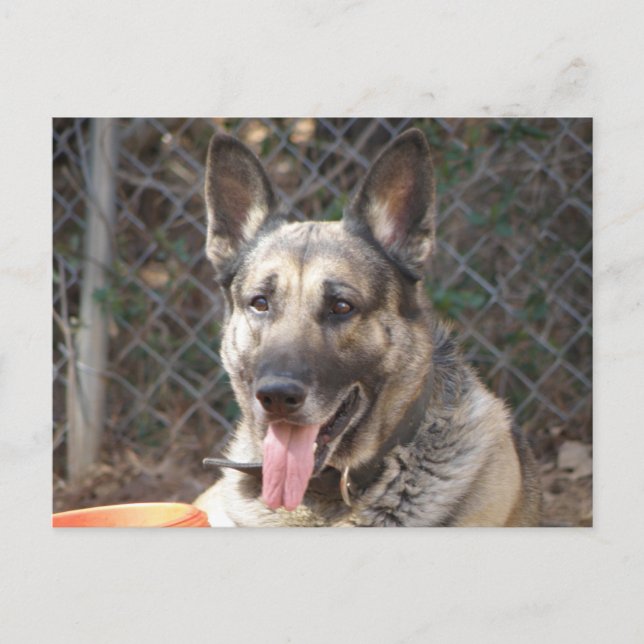 German Shepherd Dog Postcard (Front)