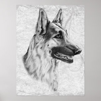German Shepherd Dog Poster