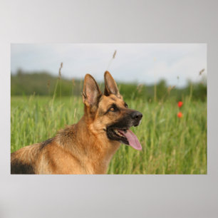 German Shepherd Dog poster print