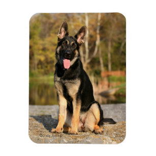 German Shepherd Dog puppy magnet