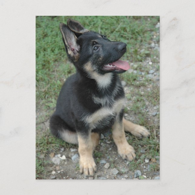 German Shepherd Dog Puppy Postcard (Front)