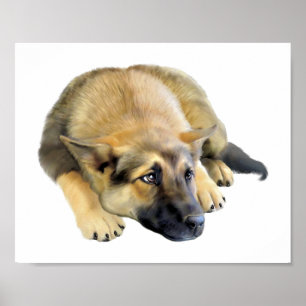 German Shepherd Dog Puppy Poster