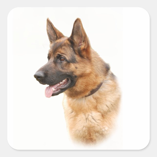 German shepherd dog square sticker (Front)