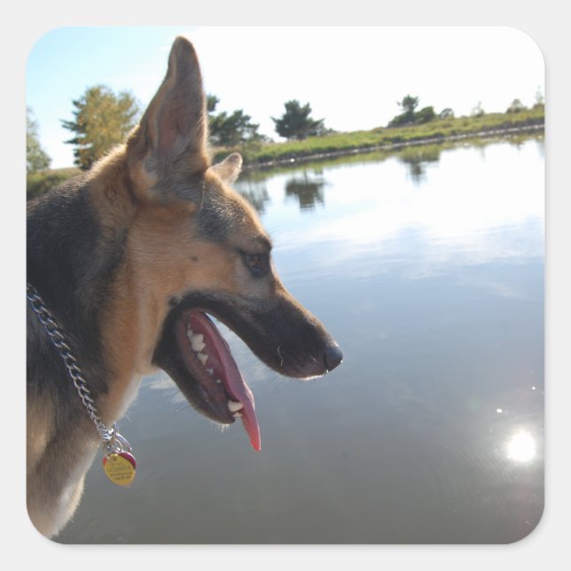 German Shepherd/Enjoying the View Square Sticker (Front)