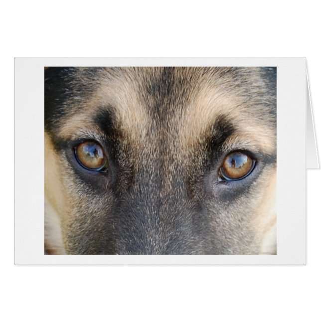 German Shepherd Eyes (Front Horizontal)