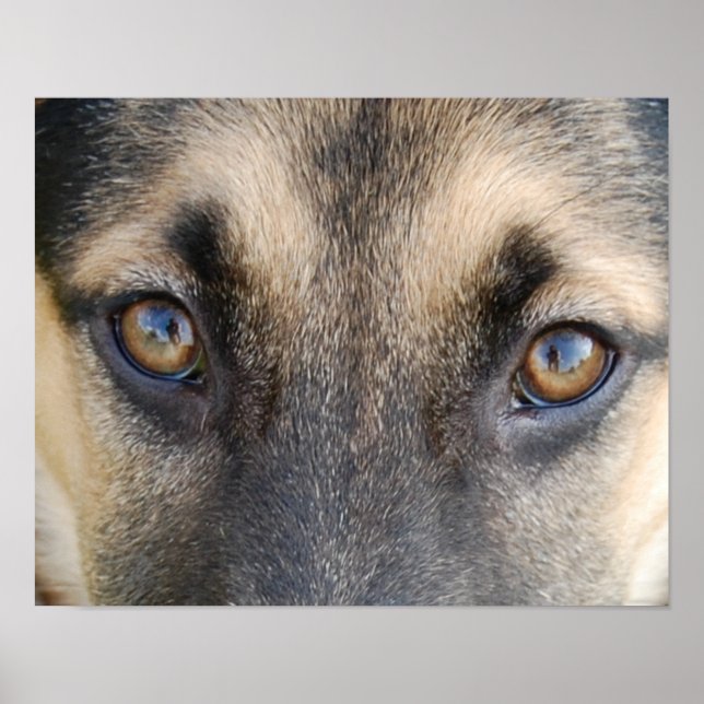 German Shepherd Eyes Poster (Front)