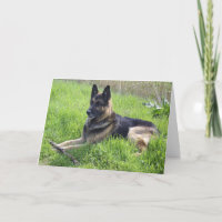 German Shepherd Fathers Day