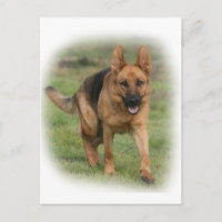 German Shepherd Female "Gilla"