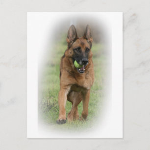 German Shepherd Female "Vita" Postcard