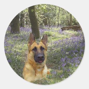 German Shepherd Forest Sticker