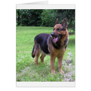 german shepherd full 2.png