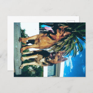 german shepherd group postcard