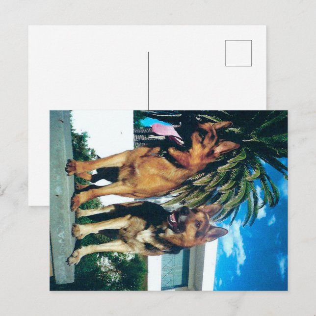 german shepherd group postcard (Front/Back)