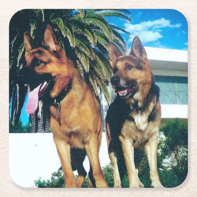 german shepherd group square paper coaster (Front)