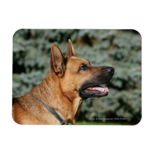 German Shepherd Headshot 1 Magnet