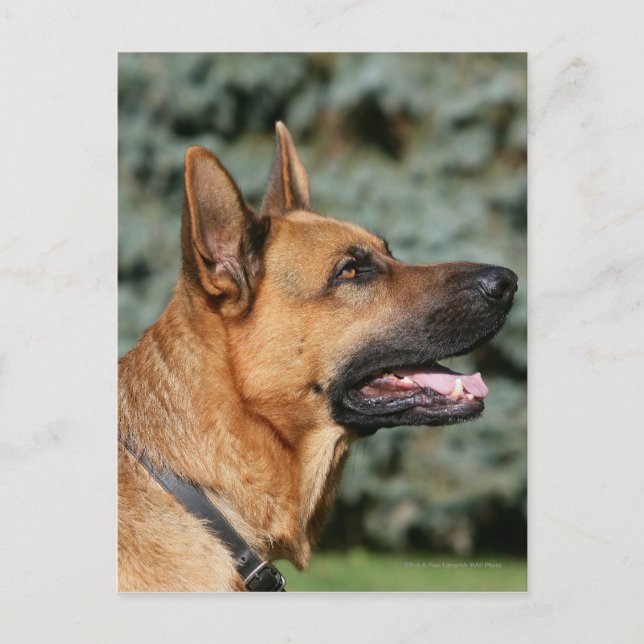 German Shepherd Headshot 1 Postcard (Front)