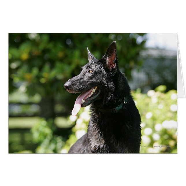 German Shepherd Headshot 2 (Front Horizontal)