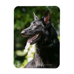German Shepherd Headshot 2 Magnet