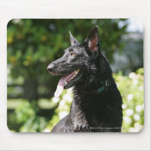 German Shepherd Headshot 2 Mouse Pad