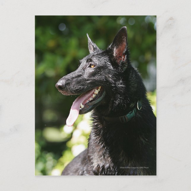 German Shepherd Headshot 2 Postcard (Front)