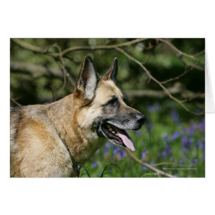 German Shepherd Headshot 3