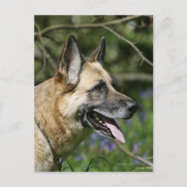 German Shepherd Headshot 3 Postcard (Front)