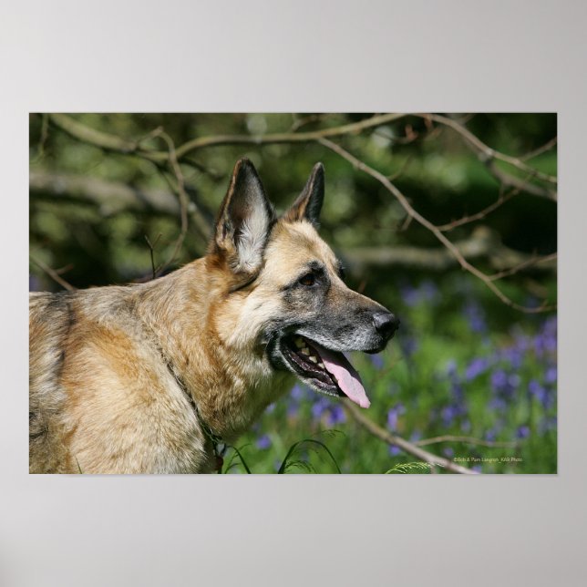 German Shepherd Headshot 3 Poster (Front)