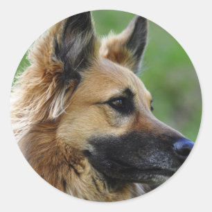 German Shepherd Headshot Classic Round Sticker