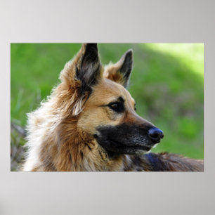 German Shepherd Headshot Poster