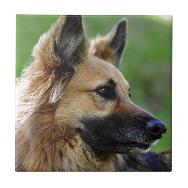 German Shepherd Headshot Tile (Front)