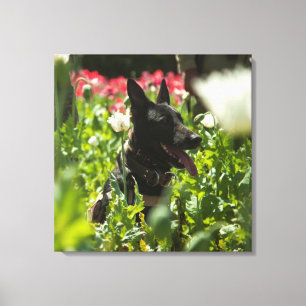 German Shepherd in a Field Canvas Print