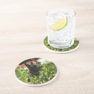 German Shepherd in a Field Coaster