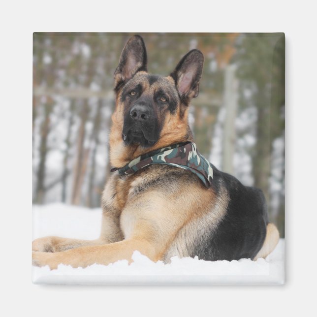 German Shepherd In Snow Magnet (Front)
