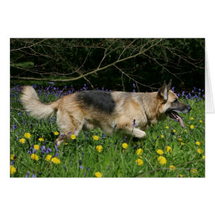 German Shepherd in Yellow Flowers