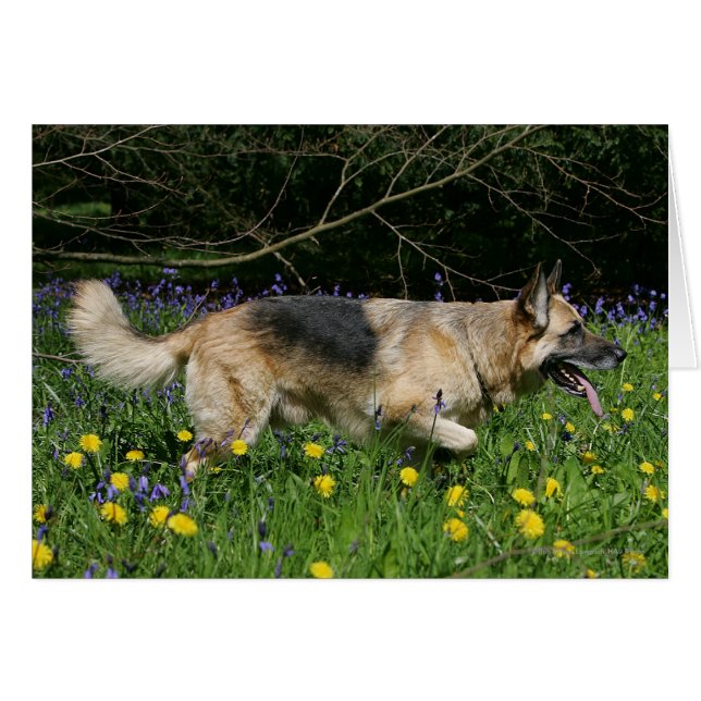 German Shepherd in Yellow Flowers (Front Horizontal)