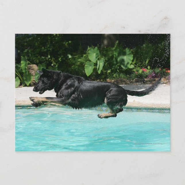 German Shepherd Jumping in Water Postcard (Front)
