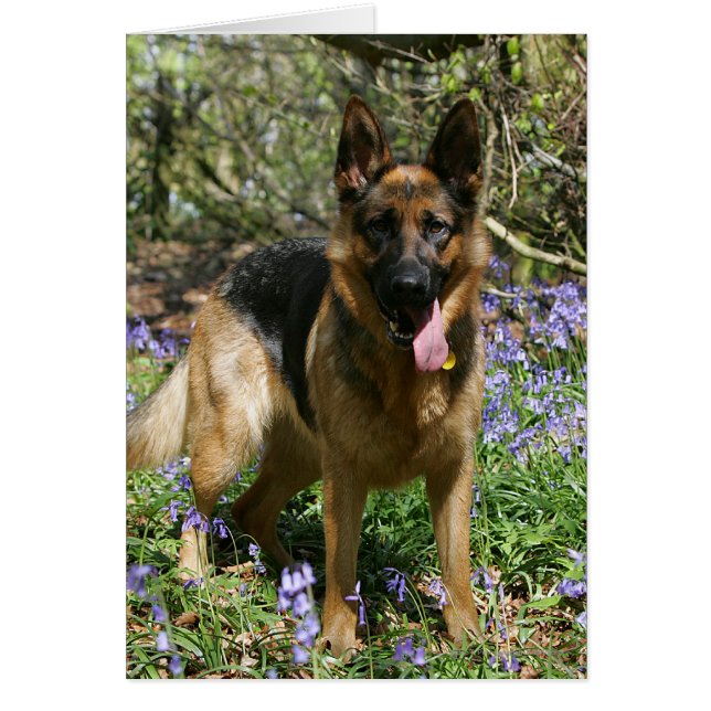 German Shepherd Laying Down (Front)
