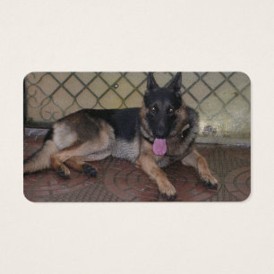 german shepherd laying.png