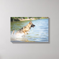 German Shepherd Leaps Into Water