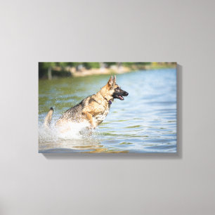 German Shepherd Leaps Into Water Canvas Print