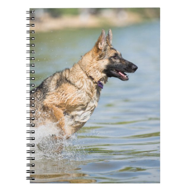 German Shepherd Leaps Into Water Notebook (Front)