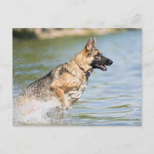 German Shepherd Leaps Into Water Postcard