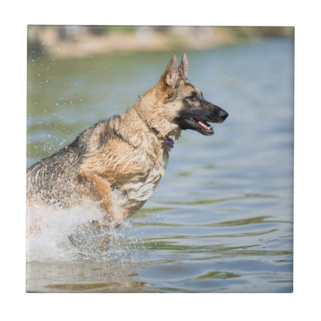 German Shepherd Leaps Into Water Tile (Front)