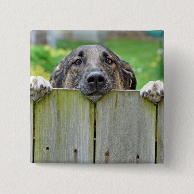 German Shepherd Looking Over Fence 15 Cm Square Badge (Front)